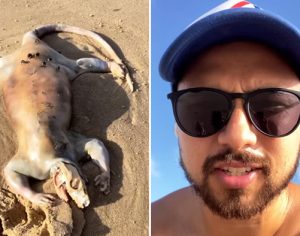 Criatura misteriosa aparece em praia na Austrália; assista ao vídeo