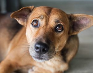 Londrina promove campanha de adoção de animais nesta terça-feira