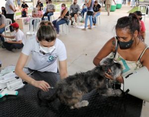 Mutirão castra mais de 700 cães e gatos em Londrina