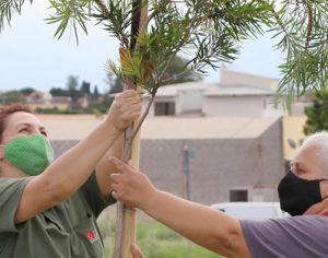 Sema planta 107 mudas de árvores nos canteiros da Higienópolis