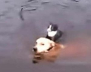 Cachorro pula em rio e salva gato que estava se afogando; vídeo