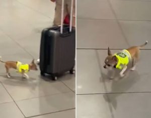 Vídeo: chihuahua trabalha como cão policial em aeroporto e viraliza