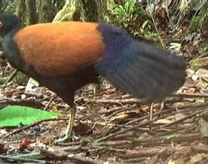 Ave teoricamente extinta é vista pela primeira em 140 anos