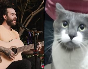 Músico londrinense faz apresentação para custear cirurgia de gatinho