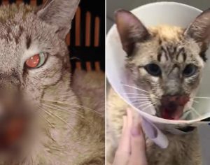 Família pede ajuda para tratar gatinho resgatado agredido na rua em Londrina