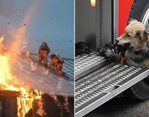 Cachorra viraliza após enfrentar incêndio para resgatar filhotes