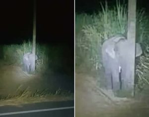 Elefante é flagrado comendo cana-de-açúcar e ‘se esconde’ atrás de poste