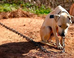Nova lei proíbe que animais fiquem acorrentados ou presos em Londrina