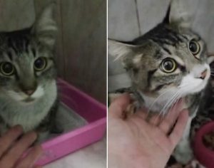 Londrina: Vaquinha online tenta ajudar gatinhos resgatados de incêndio