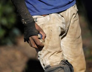 Mais de 1,2 mil pessoas foram resgatadas de trabalho escravo em 2023