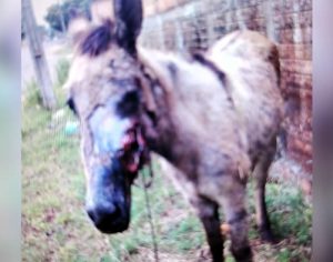 Burrinho ferido com sinais de maus-tratos é resgatado em Londrina