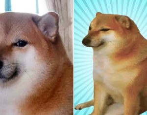 Morre ‘Balltze’, cãozinho conhecido mundialmente por memes