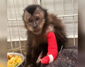 Macaca que perdeu pata após choque ganha reabilitação em Londrina
