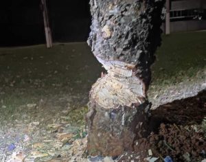 MP determina multa de R$ 1 mil para grupo que cortou árvore em Londrina