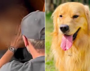 Cachorro morre após ser enviado para outro estado em falha de empresa aérea