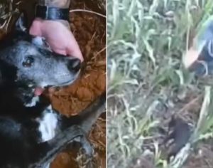 Casal que martelou cãozinho em Cambé vai responder em liberdade