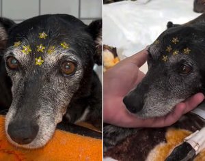 Cachorrinha que foi atacada com martelo recebe tratamento
