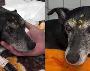 Morre a cachorrinha Vitória que foi agredida a marteladas em Cambé