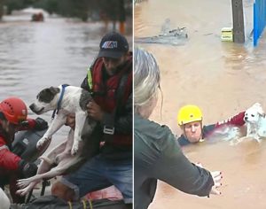 Chuvas no RS: equipes realizam operação para resgatar animais das famílias