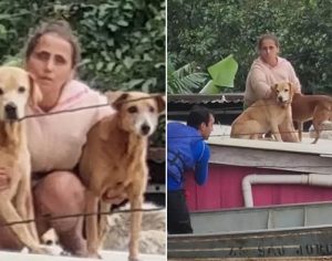 Chuvas no RS: mulher passa 40 horas em telhado para não abandonar animais