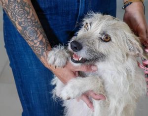 Paraná: policiais adotam cachorrinha que ‘pediu ajuda’ para salvar filhotes