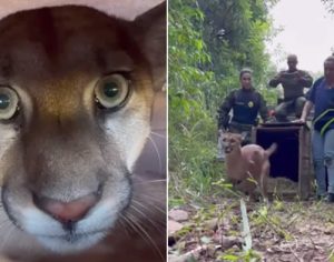 Onça-parda jovem resgatada na região é devolvida à natureza