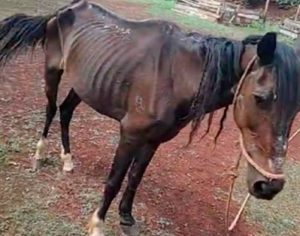 CMTU reforça importância das denúncias de cavalos abandonados nas ruas