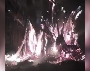 Árvore de mais de 50 anos é incendiada na RML; suspeita de ação humana