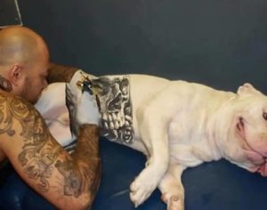 Governo sanciona lei que proíbe tatuagens e piercings em cães e gatos