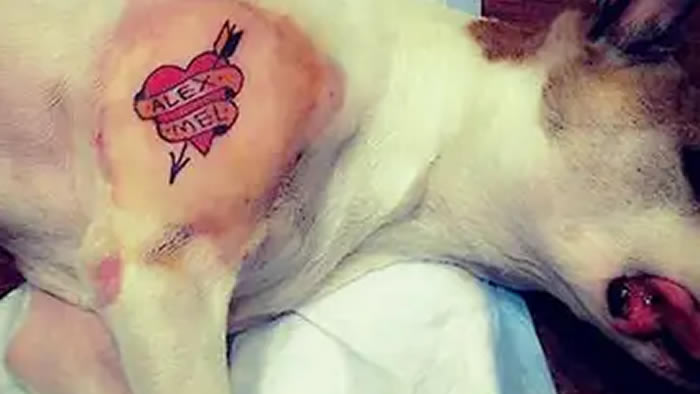 tatuagens caes gatos