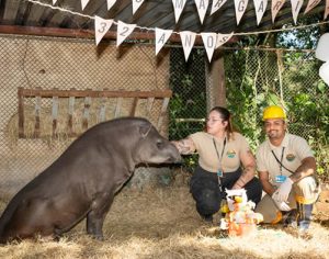 Anta mais velha do Refúgio Itaipu celebra aniversário com bolo de frutas
