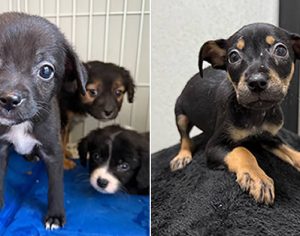 CMTU já resgatou mais de 300 animais vítimas de maus-tratos neste ano