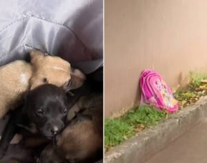 Três filhotes de cachorro são abandonados dentro de mochila em Londrina