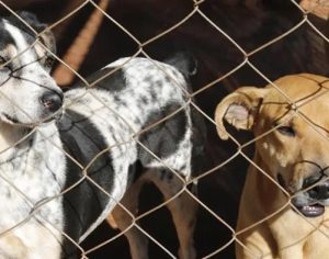 Quase 500 animais foram resgatados das ruas de Londrina no ano passado