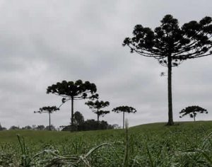Veja quais cidades do Paraná podem registrar 0ºC neste fim de semana