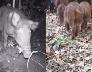 Vídeo: pesquisadores flagram família de javalis no Parque Arthur Thomas