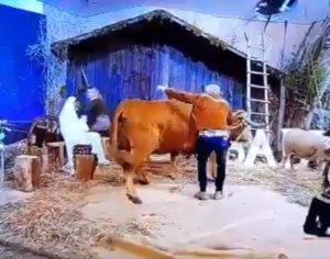 Vaca escapa e causa confusão em programa de TV em Portugal