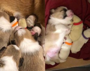 Cachorra corgi cria filhotes de labrador depois que a mãe deles morreu