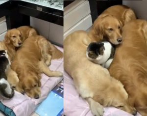 Fofura! Gatinho faz seus irmãos cães de caminha; veja o vídeo